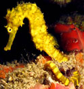 similan islands sea horse