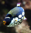 clown fish snorkeling