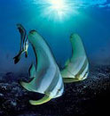batfish snorkeling